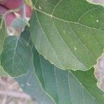 Alchornea glandulosa 葉