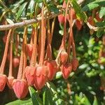 Crinodendron hookerianum Кветка