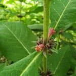 Triosteum perfoliatum Blomst