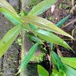 Syzygium jambos Leaf