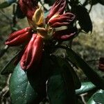 Rhododendron thomsonii Flor