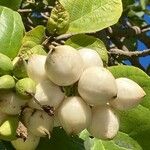 Cordia sebestena Vaisius