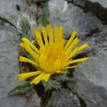 Hieracium villosum Blüte