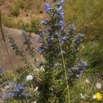 Echium vulgareFlors