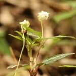 Chimaphila japonica Virág