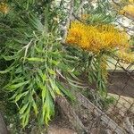 Grevillea robusta Λουλούδι