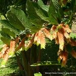 Flemingia strobilifera Feuille