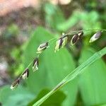 Melica nutans Flower