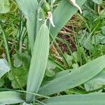 Galanthus elwesii Habit