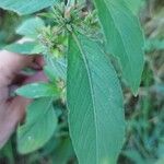 Hygrophila costata Leaf