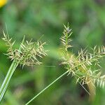 Cyperus distans Flower