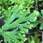 Selaginella martensii Levél