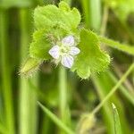 Veronica sublobata Folha