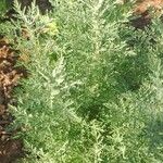 Artemisia pontica Deilen