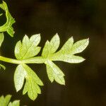 Peucedanum oreoselinum Leaf