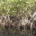 Rhizophora mangle Rinde