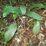 Tacca integrifolia Habitus