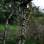 Populus × canescens Corteccia