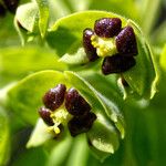 Euphorbia characiasΛουλούδι