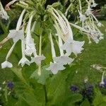 Nicotiana sylvestris Žiedas