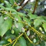 Berberis japonica Fruit