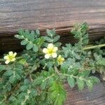 Tribulus terrestrisBlomma