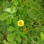 Luffa operculata Flor