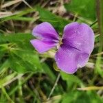 Vigna frutescens Blüte