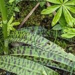 Dactylorhiza maculata Blatt