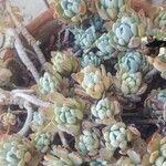 Sedum glaucophyllum Ліст