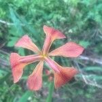 Iris fulva Flors