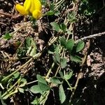 Lotus corniculatus Feuille