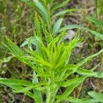 Erigeron canadensisHoja