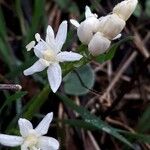 Scilla bifolia Kwiat