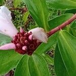 Cheilocostus speciosus Blüte