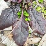 Salvia lyrata Leaf