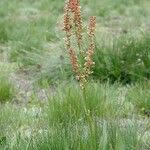 Rumex paucifolius Hábito