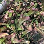 Sarracenia psittacina Yaprak