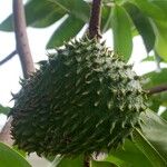 Annona muricata Fruit