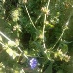 Cichorium intybusКветка