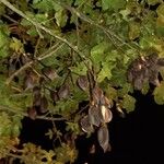 Brachychiton discolor Fruto