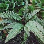 Polystichum braunii Habit