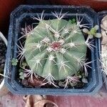 Melocactus neryi Leht