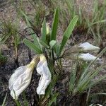 Clitoria guianensisЦветок