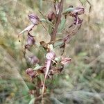 Himantoglossum adriaticum Flower