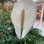 Spathiphyllum friedrichsthalii Flower