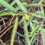 Chamaecrista mimosoides Leaf