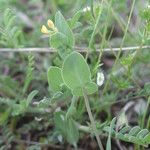 Coronilla scorpioides Leaf