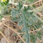 Citrullus colocynthis Leaf