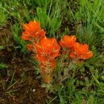 Castilleja hispida Flor